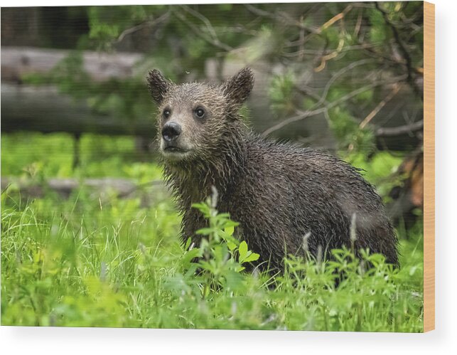 Grizzly Bear Cub Wood Print featuring the photograph Wet Grizzly Cub by Belinda Greb