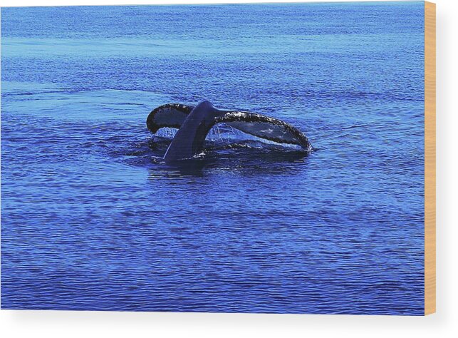 Whales Wood Print featuring the photograph Whale Watching 7 by Christopher James