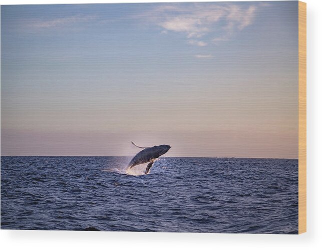 Arch Wood Print featuring the photograph Whale Watching in Cabo by Cindy Robinson