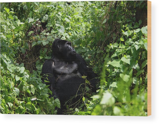 Gorilla Wood Print featuring the photograph What's for dessert? by Kush Patel