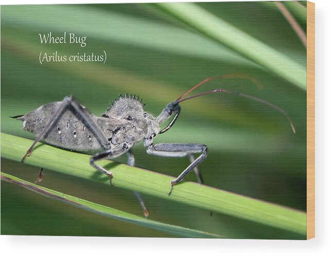 Nature Wood Print featuring the photograph Wheel Bug by Mark Berman