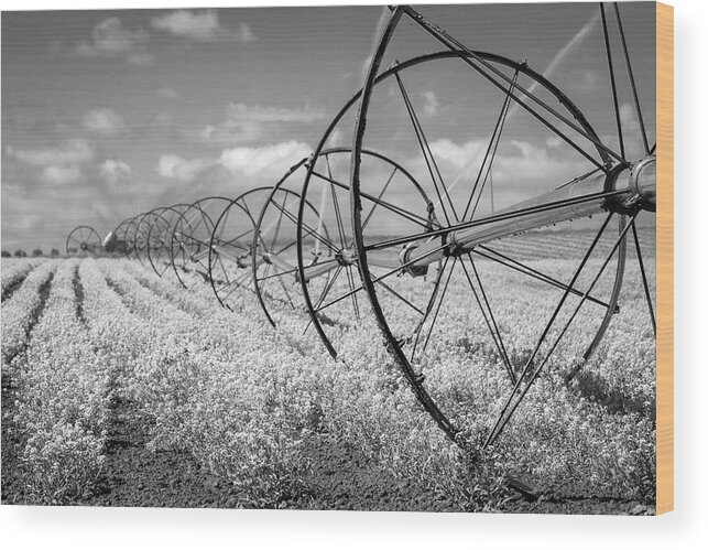 Wheel Wood Print featuring the photograph Wheel Irrigation Sprinkler and Rows of Flowers by Catherine Avilez