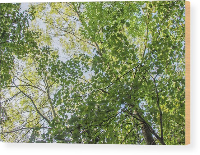 Whetstone Stray Wood Print featuring the photograph Whetstone Stray Trees Fall 14 by Edmund Peston