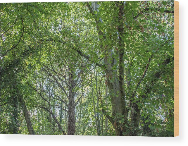 Whetstone Stray Wood Print featuring the photograph Whetstone Stray Trees Fall 15 by Edmund Peston