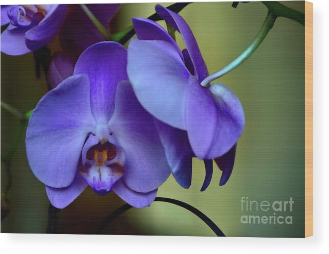 Orchids Wood Print featuring the photograph Whispers by Diana Mary Sharpton
