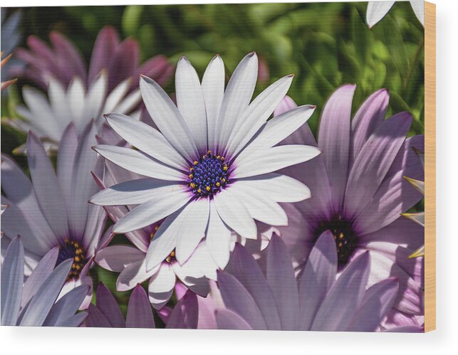 Dimorphotheca Wood Print featuring the photograph White African Daisy - Dimorphotheca Ecklonis by Luis GA - Lugamor