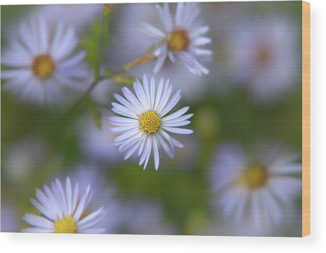 White Flowers Wood Print featuring the photograph White Aster Flower by Christina Rollo