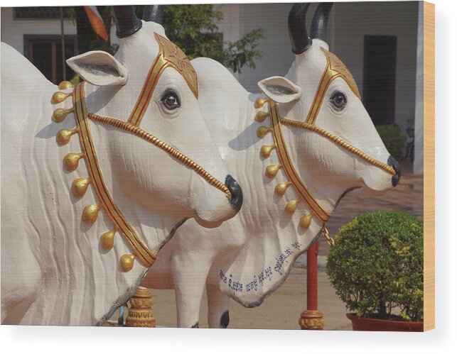 Cambodia Wood Print featuring the photograph white Brahma Bulls by Steve Estvanik