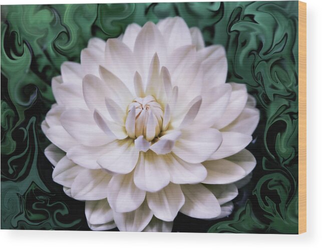 Dahlia Wood Print featuring the photograph White Dahlia by Sally Bauer