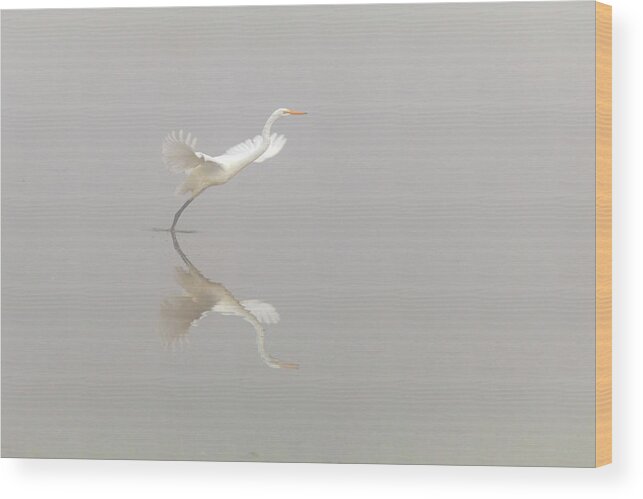 White Heron Taking Off Wood Print featuring the photograph White Heron Taking Off by Catherine Avilez