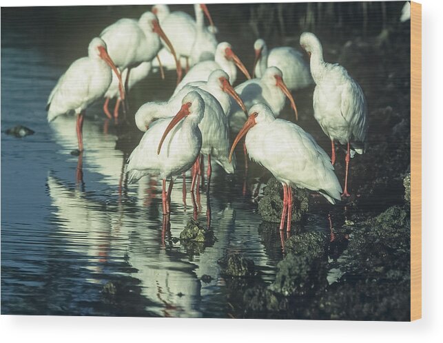 Animals Wood Print featuring the photograph White Ibises on the Shore by Robert Potts