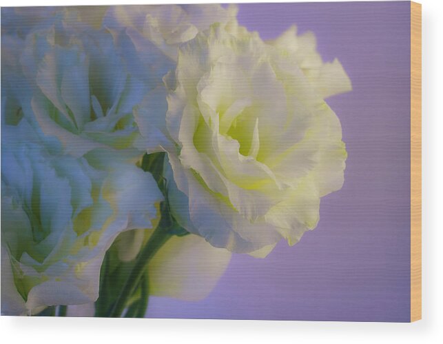 Lisianthus Wood Print featuring the photograph White Lisianthus in Spring 2 by Lindsay Thomson