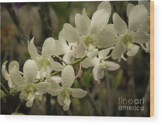 Hawaii Wood Print featuring the photograph White Orchid Blossoms Close-up by Nancy Gleason