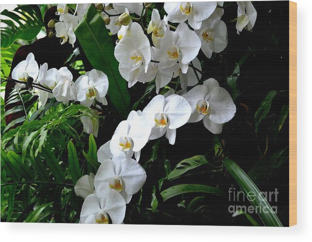 White Phalaenopsis Orchid Photograph Wood Print featuring the photograph White Orchid Parade of Blooms by Expressions By Stephanie