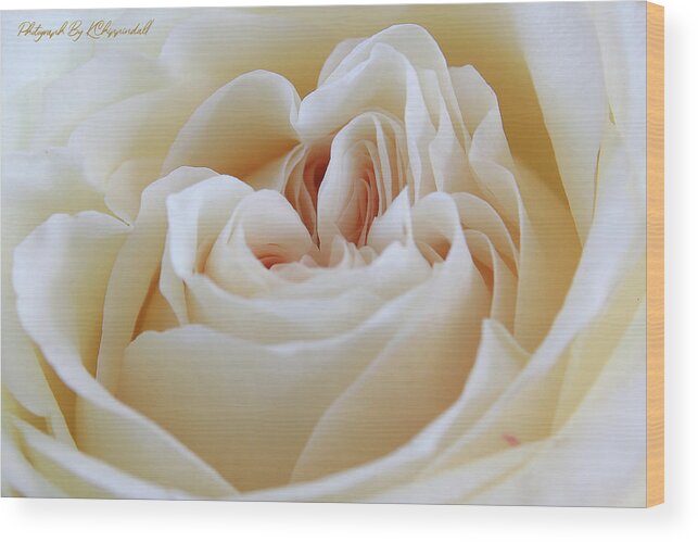 White Rose Wood Print featuring the digital art White rose 59 by Kevin Chippindall