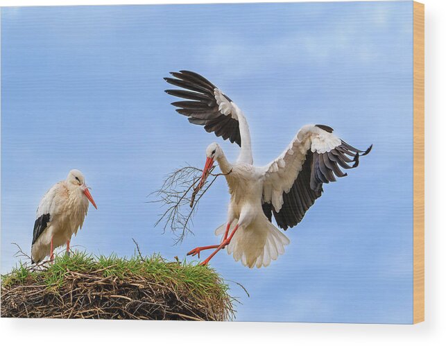 White Stork Wood Print featuring the photograph White Stork Landing with Twig by Arterra Picture Library