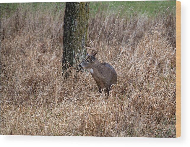 Whitetail Deer Wood Print featuring the photograph Whitetail buck in the grass by Dan Friend