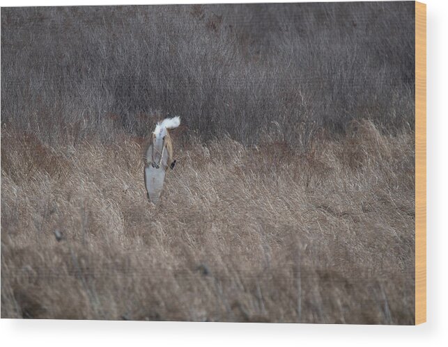 Whitetail Deer Wood Print featuring the photograph Whitetail doe landing after jumping high by Dan Friend