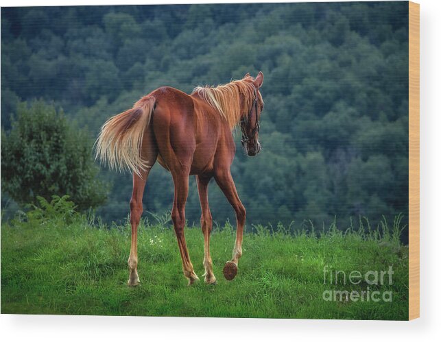 Horse Wood Print featuring the photograph Whoa, horsey... by Shelia Hunt