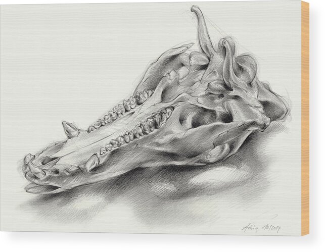 Wild Boar Wood Print featuring the drawing Wild boar skull and metamorphosis of life 2 by Adriana Mueller