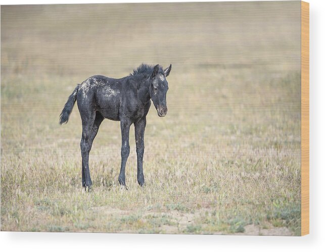 Horse Wood Print featuring the photograph Wild Filly in the Desert by Fon Denton