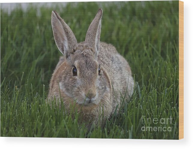 Rabbit Wood Print featuring the photograph Wild Hare by Veronica Batterson