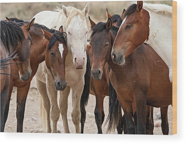 Wild Horses Wood Print featuring the photograph Wild Horse Huddle by Wesley Aston