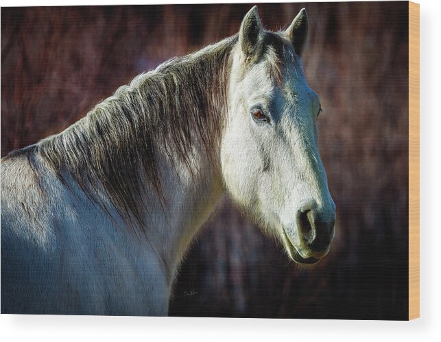 Horse Wood Print featuring the photograph Wild Horse No. 1 by Craig J Satterlee