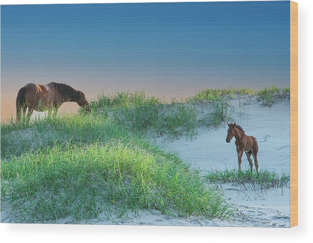 Mare Wood Print featuring the photograph Wild Horses by Skip Tribby