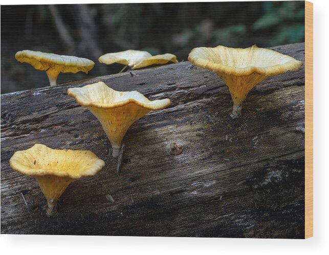 Tropical Rainforest Wood Print featuring the photograph Wild mushroom at tropical forest by Shaifulzamri