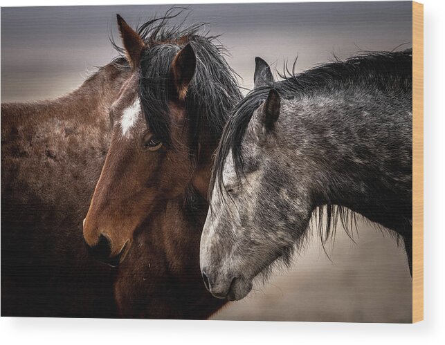 Wild Horses Wood Print featuring the photograph Wild Onaqui by Julie Argyle