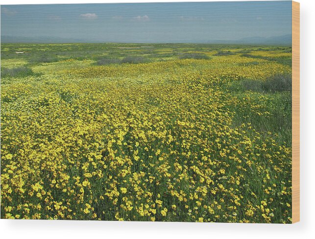 California Wildflower Meadow Wood Print featuring the photograph Wildflower Meadow in Central California No.2 by Ram Vasudev