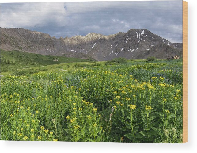 Breckenridge Wood Print featuring the photograph Wildflowers in Mayflower Gulch by Aaron Spong