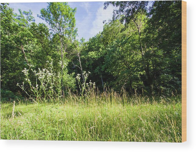 Wildflowers Wood Print featuring the photograph Wildflowers in Springtime - A Rock Creek Park Impression by Steve Ember