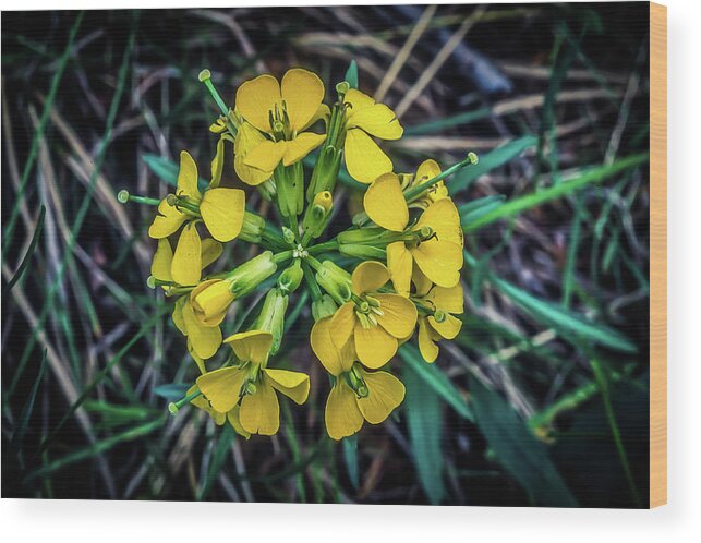 Flower Wood Print featuring the photograph Willow Grass of Montana by James C Richardson