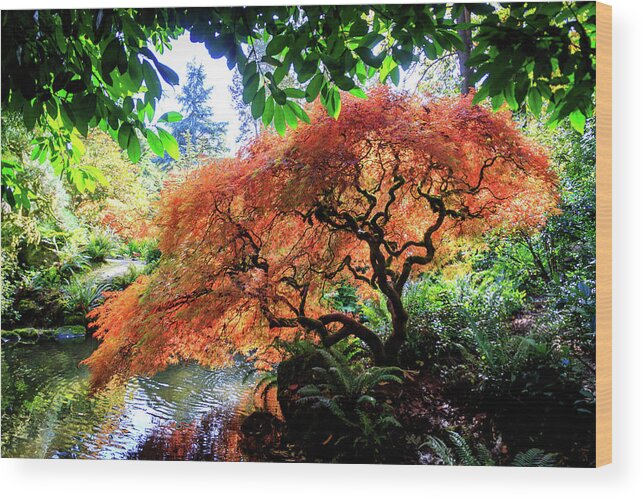 Kubota Garden Wood Print featuring the photograph Willowy by Phyllis McDaniel