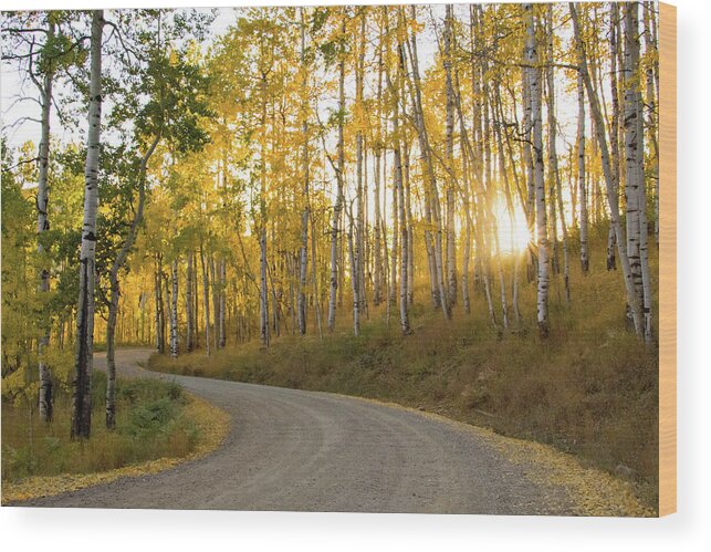 Colorado Wood Print featuring the photograph Winding Road by Wesley Aston