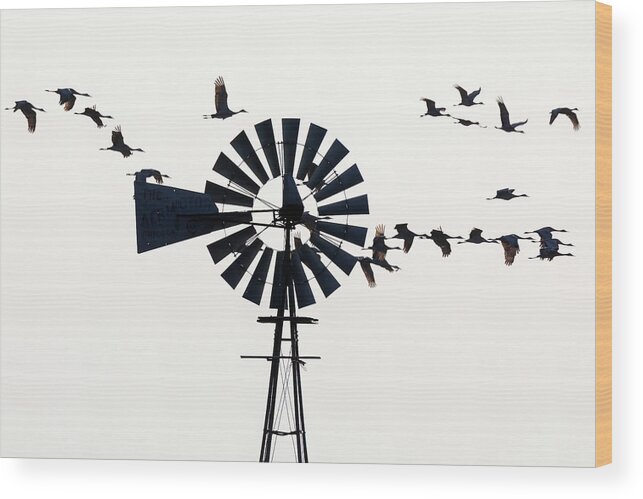 Sandhill Cranes Wood Print featuring the photograph Windmills and Sandhill Cranes by Susan Rissi Tregoning
