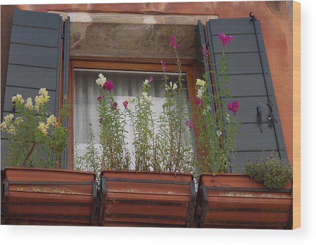 Window Box Wood Print featuring the photograph Window Garden - Venice by Yvonne M Smith