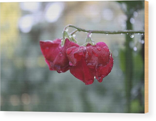 Wine Red Wood Print featuring the photograph Wine Red Sweet Pea by Vicki Cridland