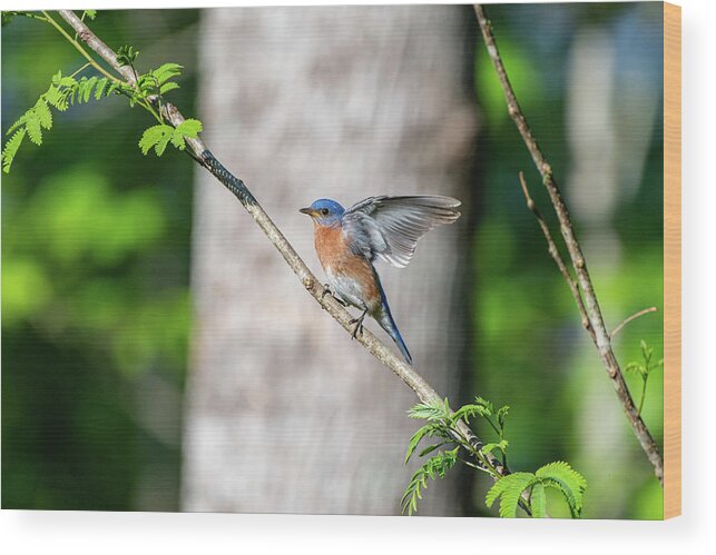 Blue Ridge Parkway Wood Print featuring the photograph Wings of a Bluebird by Robert J Wagner