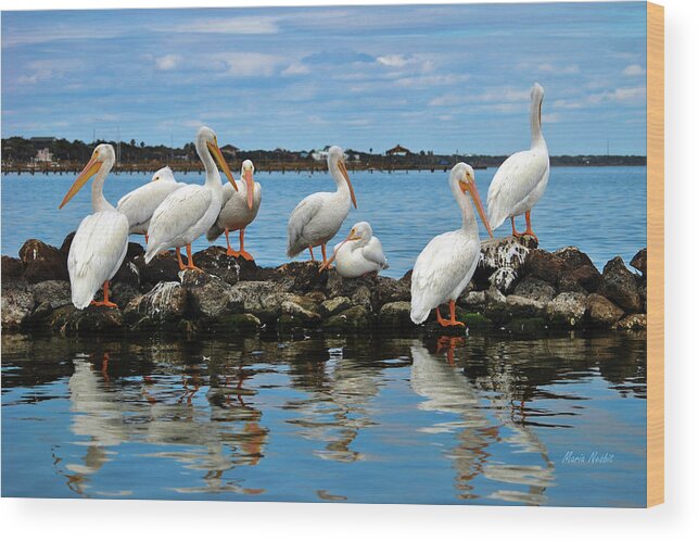 Pelicans Wood Print featuring the photograph Winter Bliss by Maria Nesbit