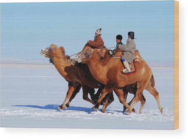 Winter Camel Racing Wood Print featuring the photograph Winter Camel racing by Elbegzaya Lkhagvasuren