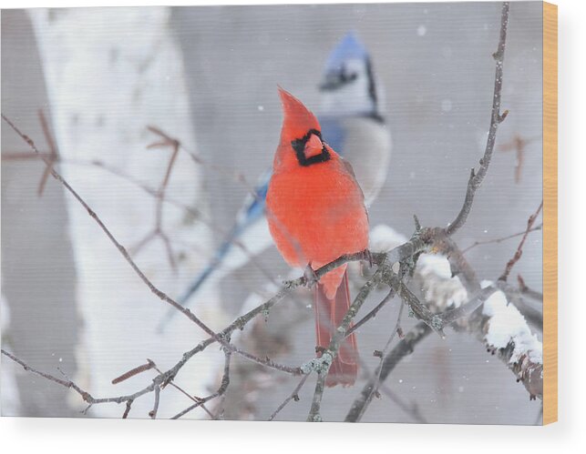 Winter Wood Print featuring the photograph Winter Cardinal and Bluejay by Brook Burling