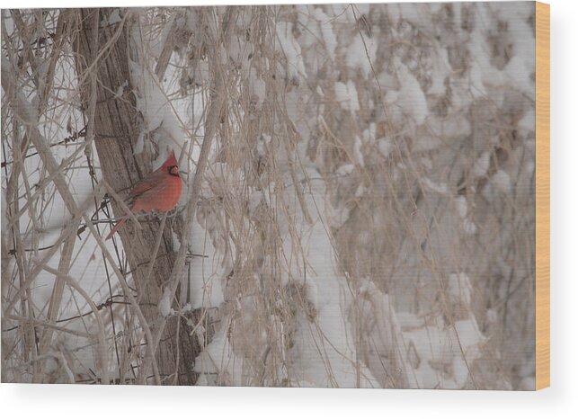 Cardinal Wood Print featuring the photograph Winter cardinal. by Tony DiStefano