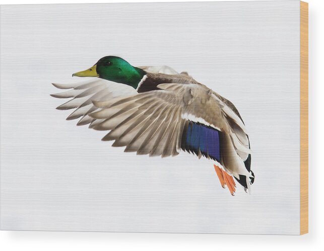 Anas Wood Print featuring the photograph Winter Drake by Mircea Costina Photography