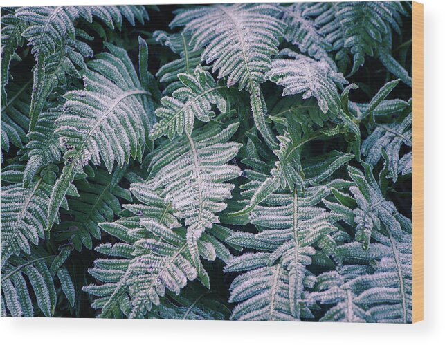 Frost Wood Print featuring the photograph Winter Ferns by Naomi Maya