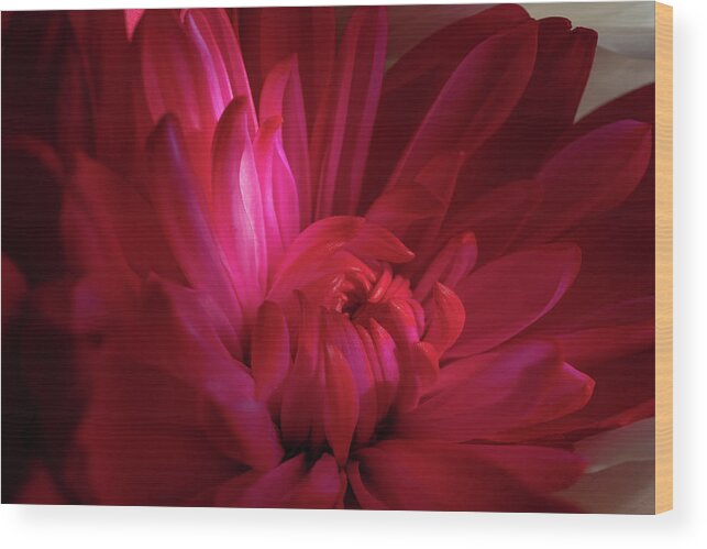 Flower Wood Print featuring the photograph Winter Glow by Linda Howes