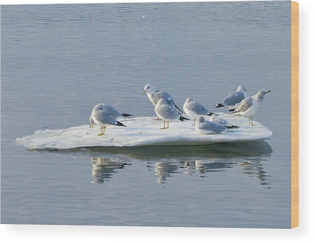 Landscape Wood Print featuring the photograph Winter Gulls Adrift by Allan Van Gasbeck