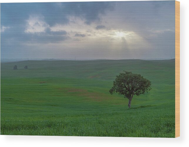 Friday Wood Print featuring the photograph Winter Morning in the Meadow 2 by Dubi Roman